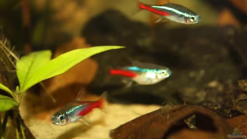 So ab hier kommen die Bilder mit der neuen Kamera von Koehler (69)