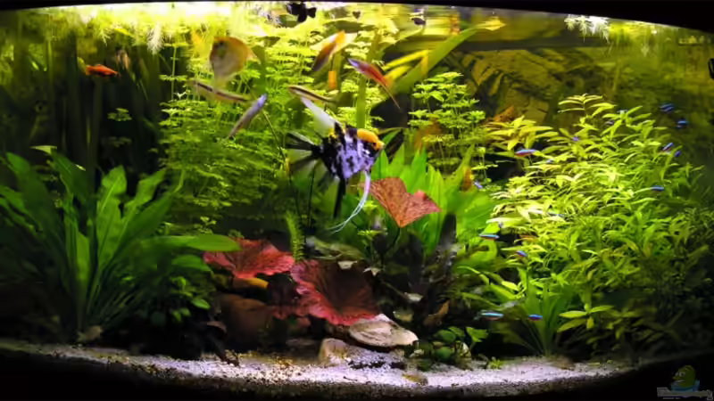 So ähnlich sieht es derzeit aus ...