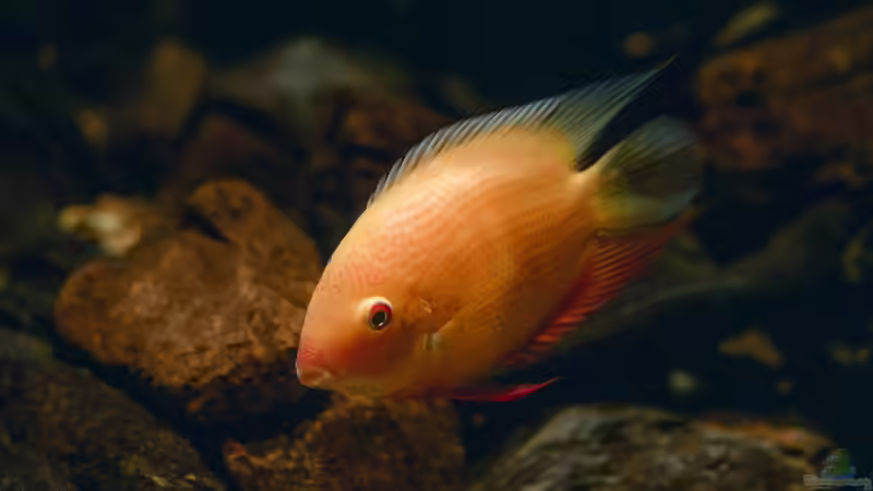 So beeinflusst die Wassertemperatur den Sauerstoffgehalt im Aquarium