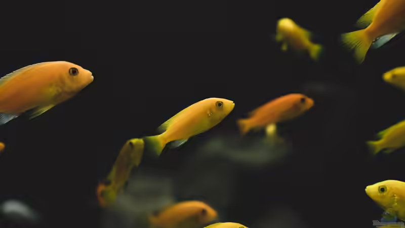 So beeinflusst die Wassertemperatur den Sauerstoffgehalt im Aquarium