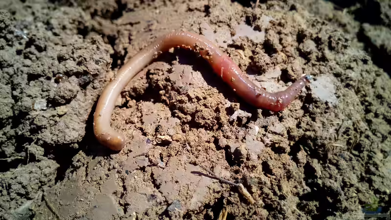 So bekommst du humusreichen Gartenboden