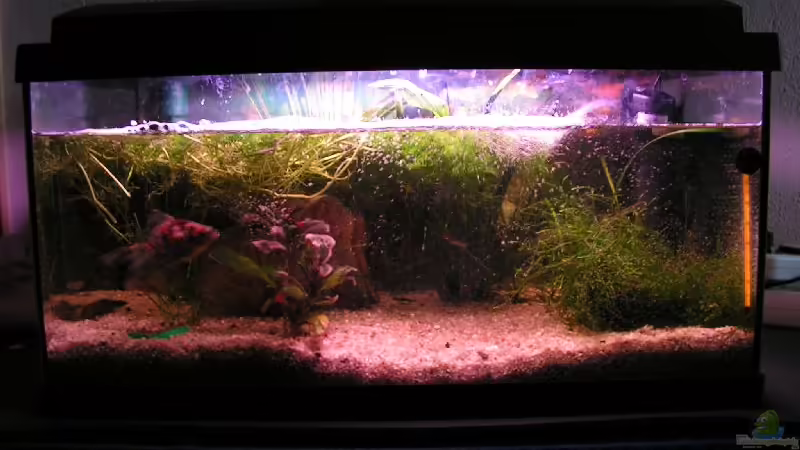 SO BITTE NICHT! von Manuela Vogt (1)