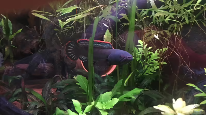 So ein Angeber! :D von Harald Kästner (41)