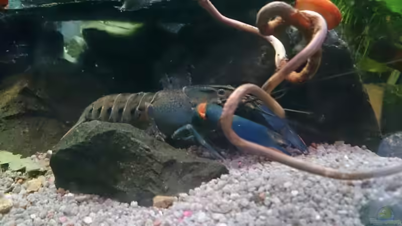 So ein hübscher Kerl von Miss Kasimir (9)