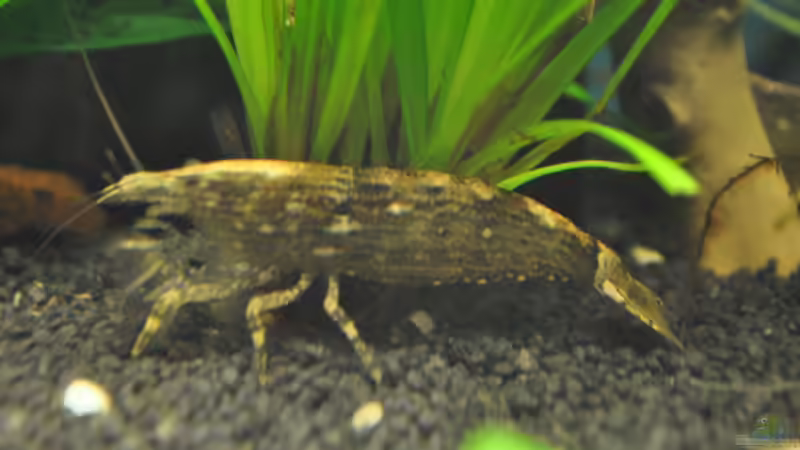 So eine frage an euch: Ist es normal das sie so ´dick´ am bauch ist oder ist die von Jonathan (4)