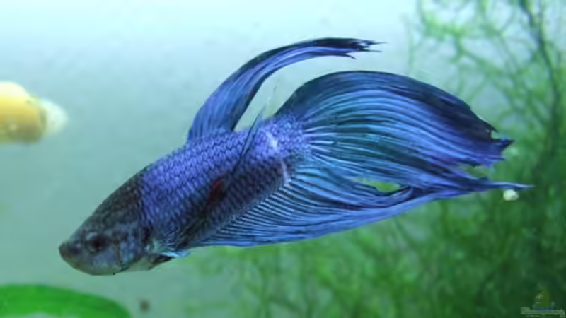 so einer soll es werden