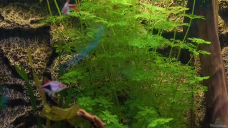 So einiges andere auch... von Voyagerz (13)