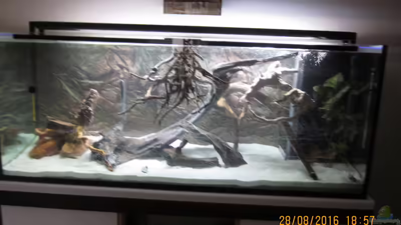 So,es ist vollbracht, das Aquarium ist befüllt. Jetzt ist wieder einmal Geduld gefragt... von Ottche (17)