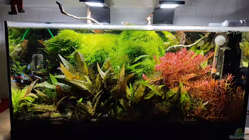 So finden Aquascaper die passende Aquarienkombination