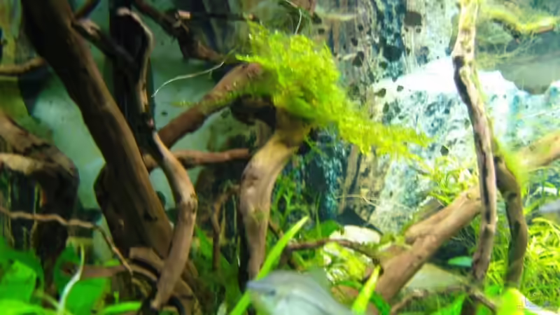 So findest du das richtige Deko-Holz für dein Aquarium 