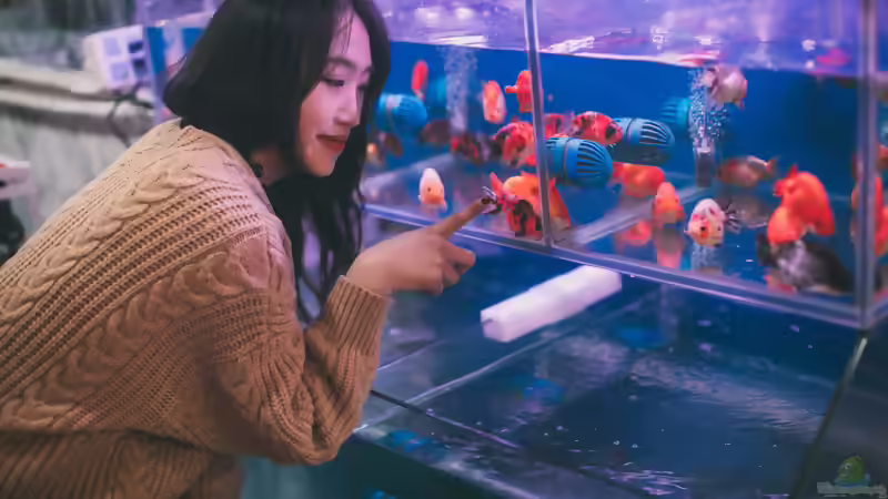 So findest du online Gleichgesinnte für dein Aquarium-Hobby