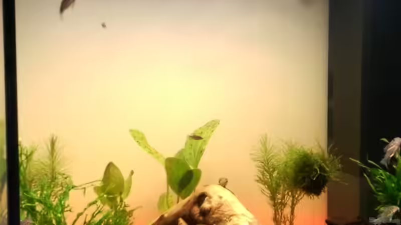 So fing es an... von Eric Mattiszik (4)