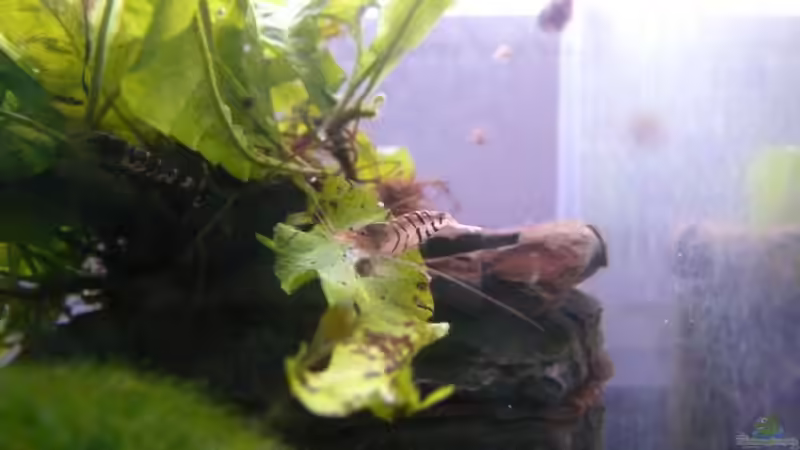 so fing es an: die ersten braunen Flecken auf dem Javafarn von Die kleine Meerjungfrau (6)