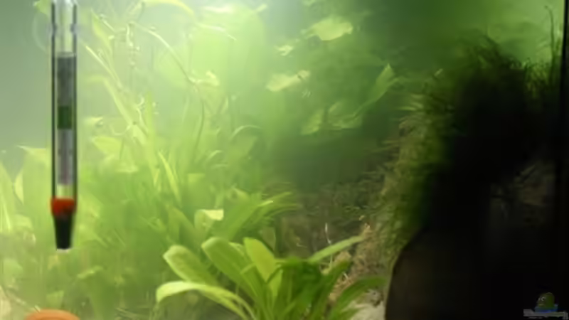 So fing es an 13.11.2010 von Rotwein (2)