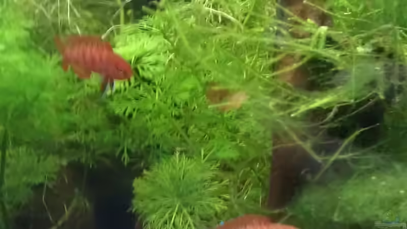 So ganz einig sind sich die beiden Streithähne zwar nie, aber sie prügeln sich von TinaMarie (23)