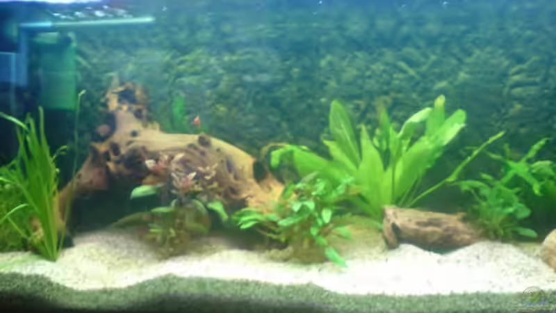 So ging es am 16.02.2008 mit dem AQ los. Heute kann ich über dieses Bild nur noch von Dennis (4)