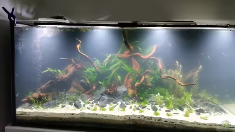 So ging es los... (11.06.15) von Betta Chris (9)