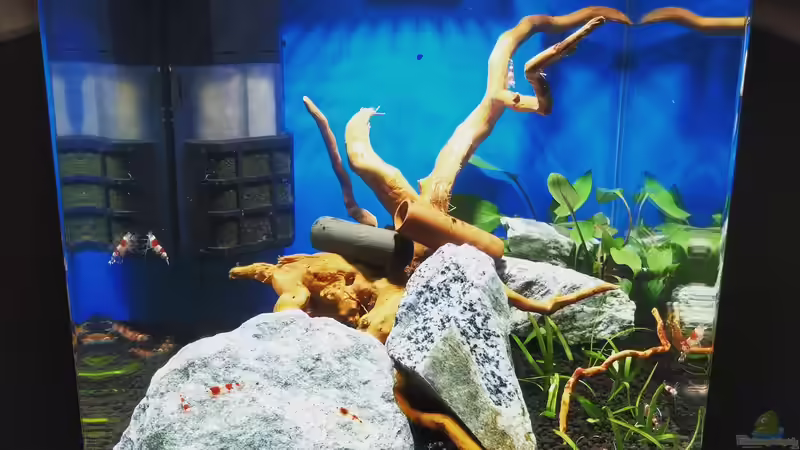 So hat alles angefangen von aquariumwelt (5)