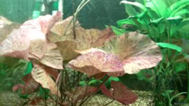 So hat sich meine Tigerlotos entwickelt von Kunibert Schäfer (5)