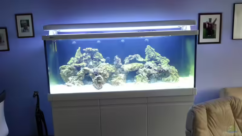 So heute setzte ich meine ersten Tiere ein ! mein NITRIT ist 0,05 von urbi (66)