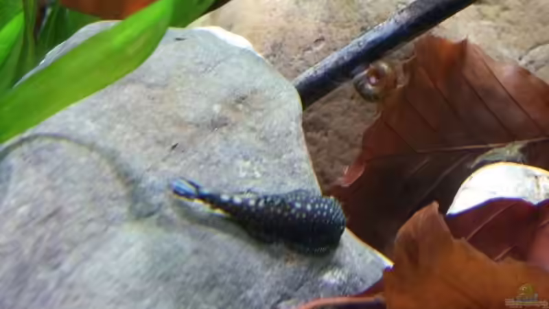 So hübsch.... von Miss Kasimir (27)