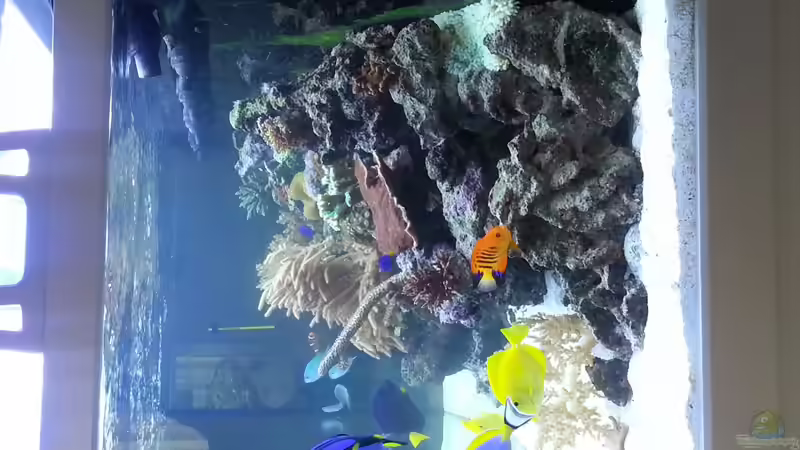 So jetzt  zeige ich euch den jetzigen Stand meines Aquarium ! Hier die Seitenansicht rechts ! von urbi (98)