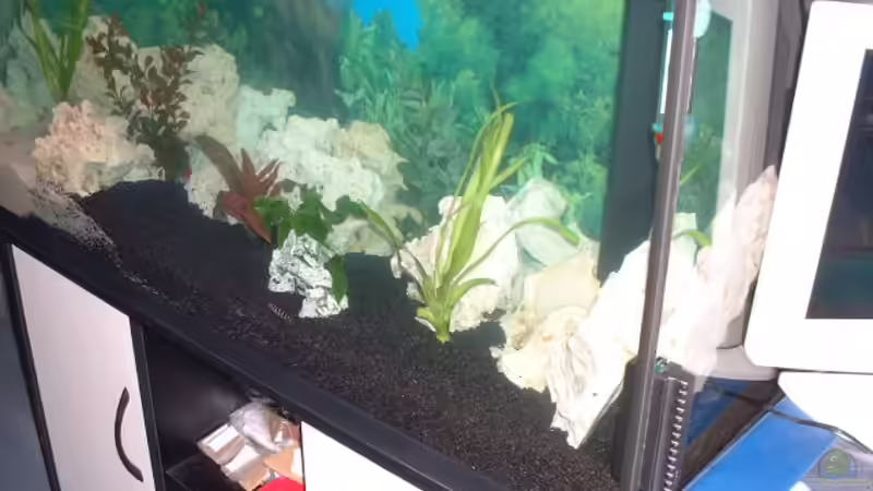 so jetzt kann man sehen das der 80 cm bereich dunker bodengrund ist von Detlef Hasselbach (5)