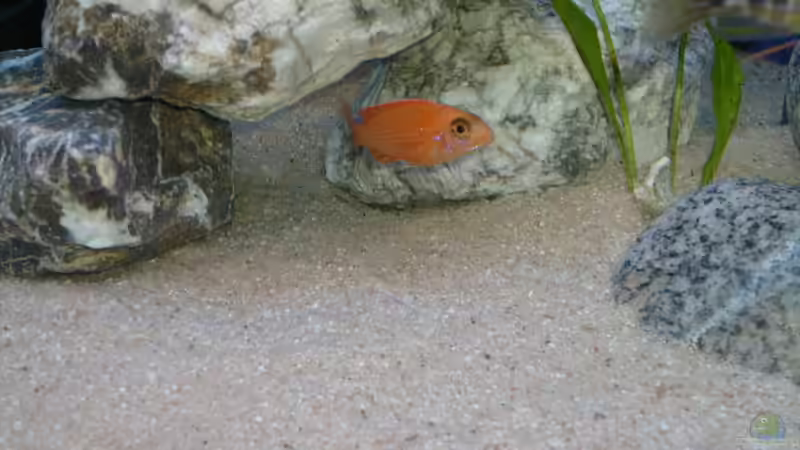 so jung und schon Farbe von JAMES-JONES (20)