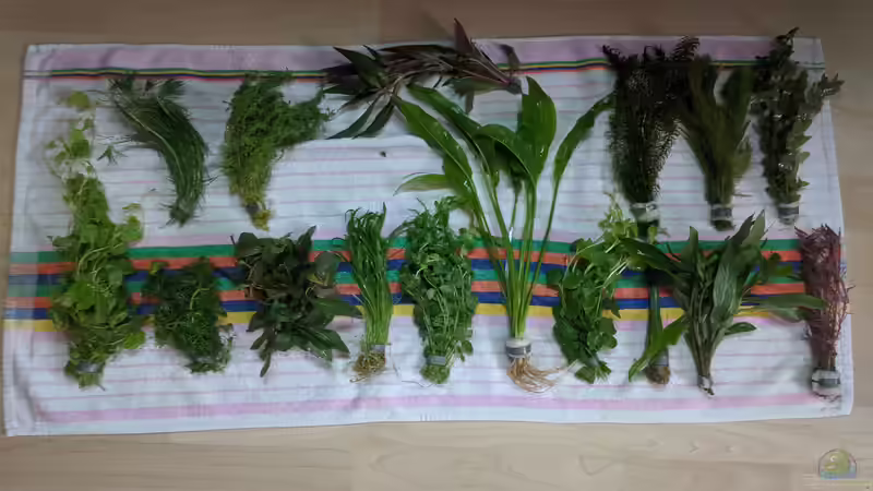 So kamen die Pflanzen an - 16 Bund für 30??? von Ameisenalex (46)