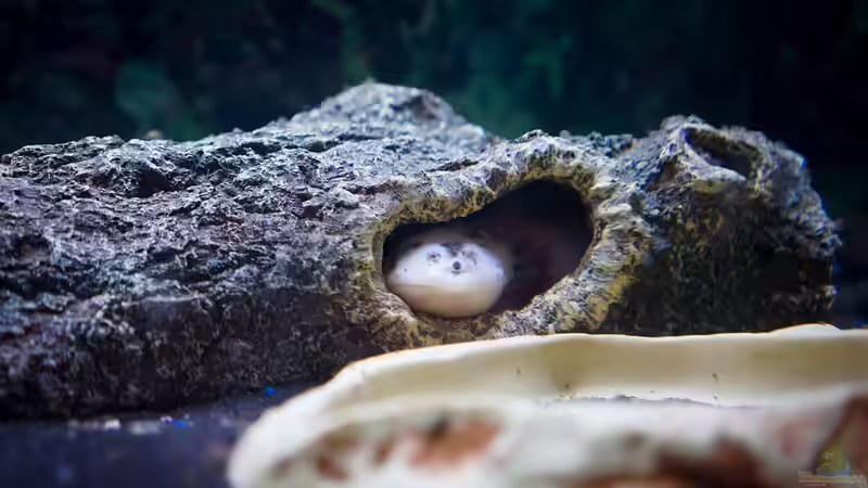 So kannst du mit Ton passende Höhlen für Axolotl gestalten