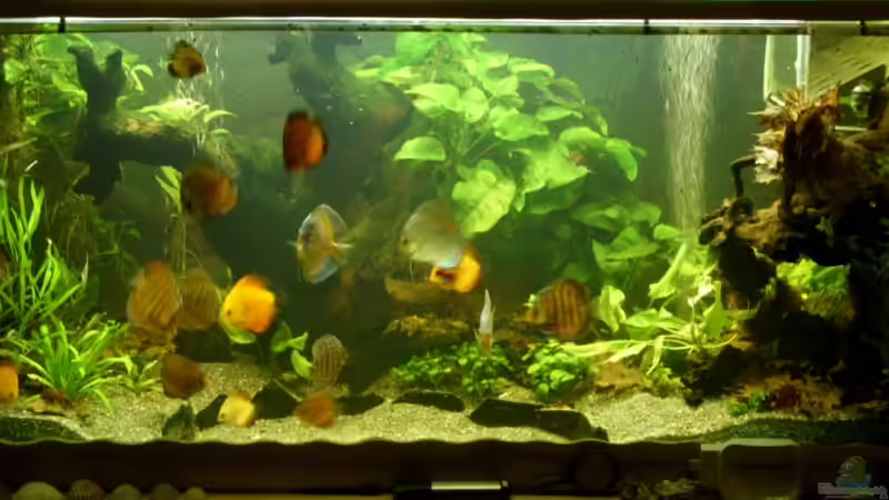 So klein waren sie mal von Ulrich Sauerhering (72)