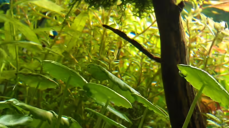 so könnte ne Chrystal Red nach oben blicken... von El Hein (8)