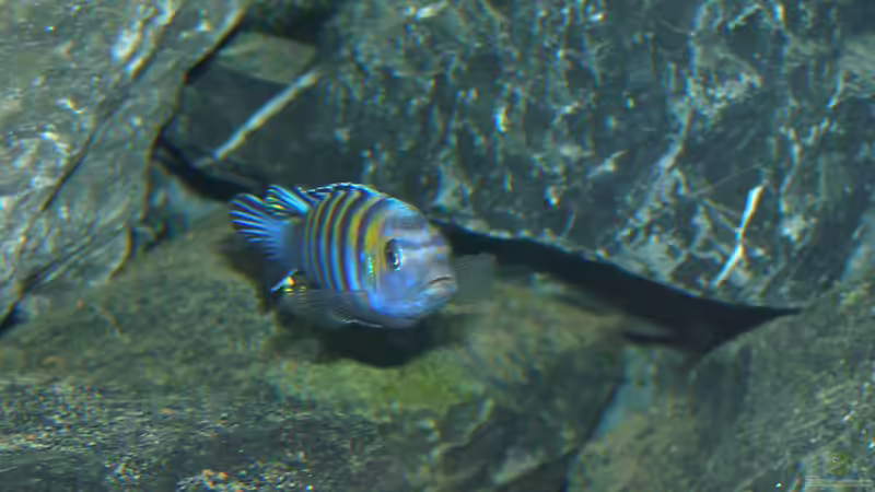 So langsam beginnt er durchzufärben von bossie1704 (90)