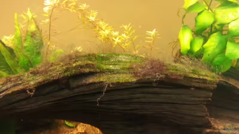 So langsam kommt der grüne Teppich durch von Der Dreiäugige Goldfisch (11)