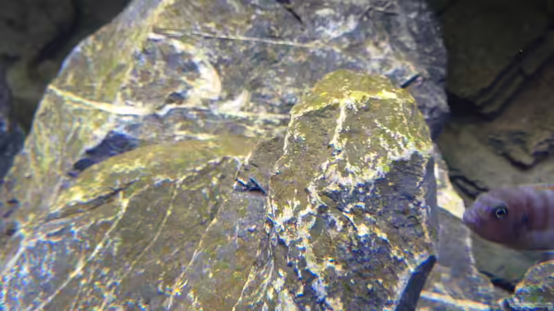 So langsam wirkt es Natürlich von Stefan von Oettingen (18)