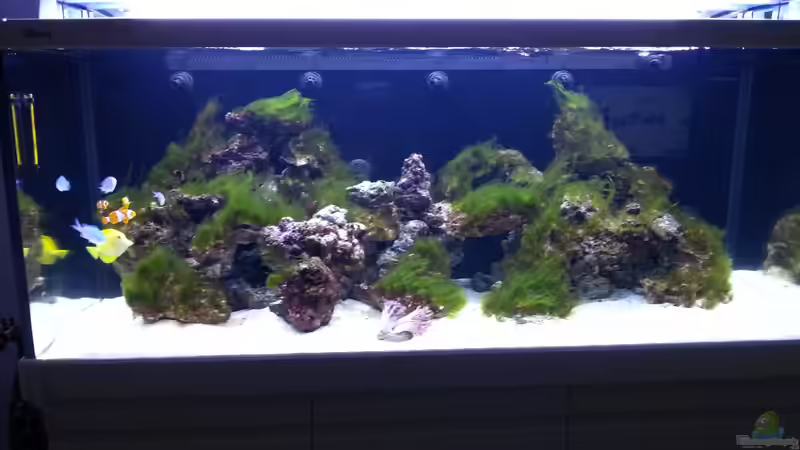 So mein Nitrit ist hinunter gegangen und heute habe ich weitere Fische eingesetzt von urbi (80)