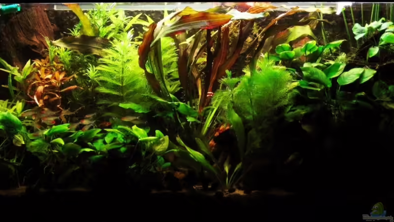 So mein Südamerika Becken von Frank Rothhaupt (1)