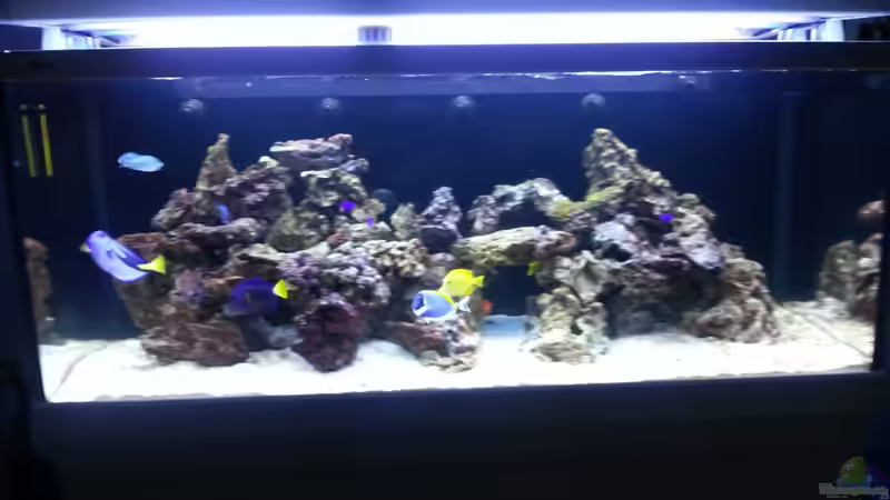 So meine restlichen Fische habe ich in red sea max gesetzt und jetzt sind wieder alle Zuhause !!! Alle fühlen sich sehr gut ! Super !!!  Und jetzt werde ich dann Korallen einsetzen ! von urbi (84)