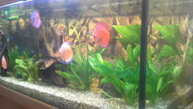 So mit der erstbepflanzung von Kunibert Schäfer (12)