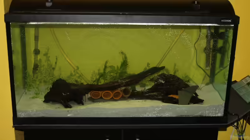 so nun mit pflanzen  von Lennart Huebner (1)