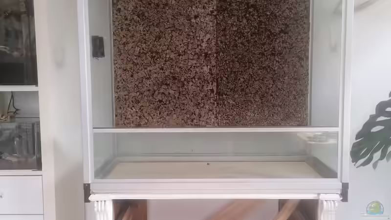 So richtest du ein Terrarium mit Geckos ein