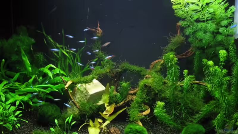 SO sah das AQ vor 2 Monaten aus, da ist die Wurzel auch noch klar zu erkennen von gestresster (Sven) (10)