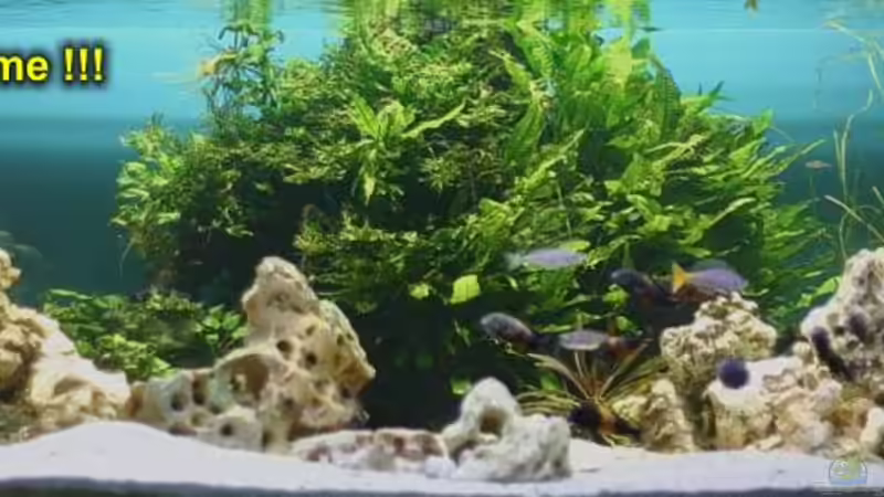 So sah das Aquarium vor der Neueinrichtung aus. von Ingo (20)