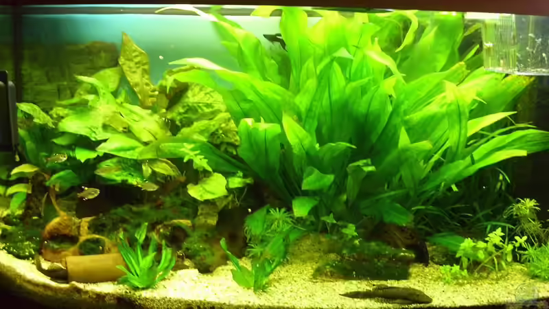 So sah das Aquarium vor der Umgestaltung aus von Tobias H. (3)