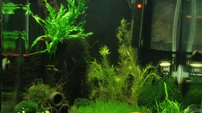 so sah das Becken bis 10.12.2008 aus von StefanE. (2)