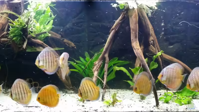 So sah das Becken im Dezember 2014 aus, kurz nachdem die Tiere mit 10-12cm eingezogen waren...... wie die zeit vergeht :O von Pirarucu (7)