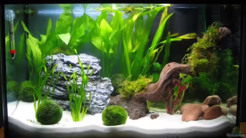 So sah das Becken mal aus von Silvia (2)