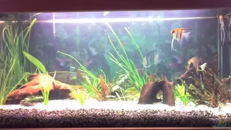 So sah das Becken nach der Ersteinrichtung aus von Thomas Jordan (4)