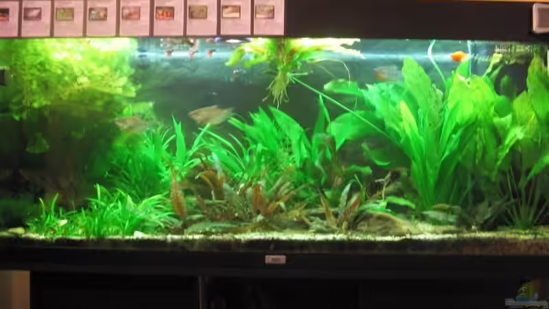 So sah das Becken vom 07.10.2007 bis zum 02.10.2008 aus. von Christian Trommer (5)