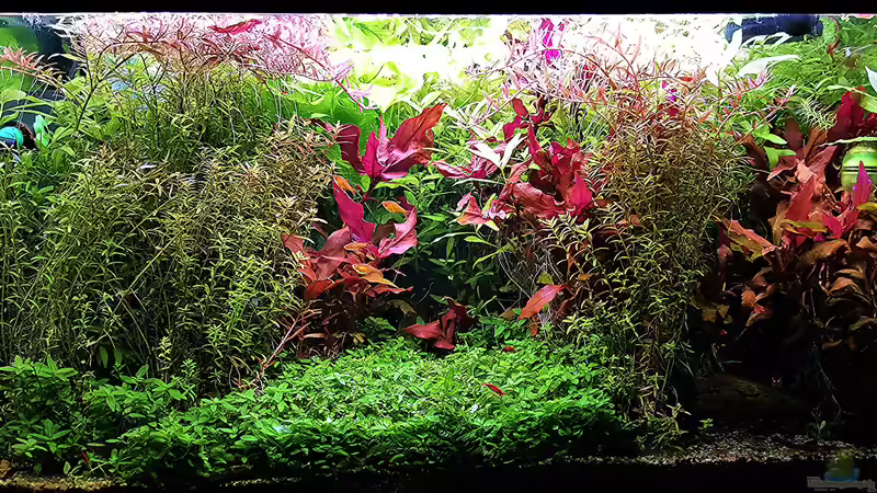 so sah das Becken vor dem Gärtnern aus. von odin 68 (81)